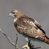 13SB1119 Red-tailed Hawk
